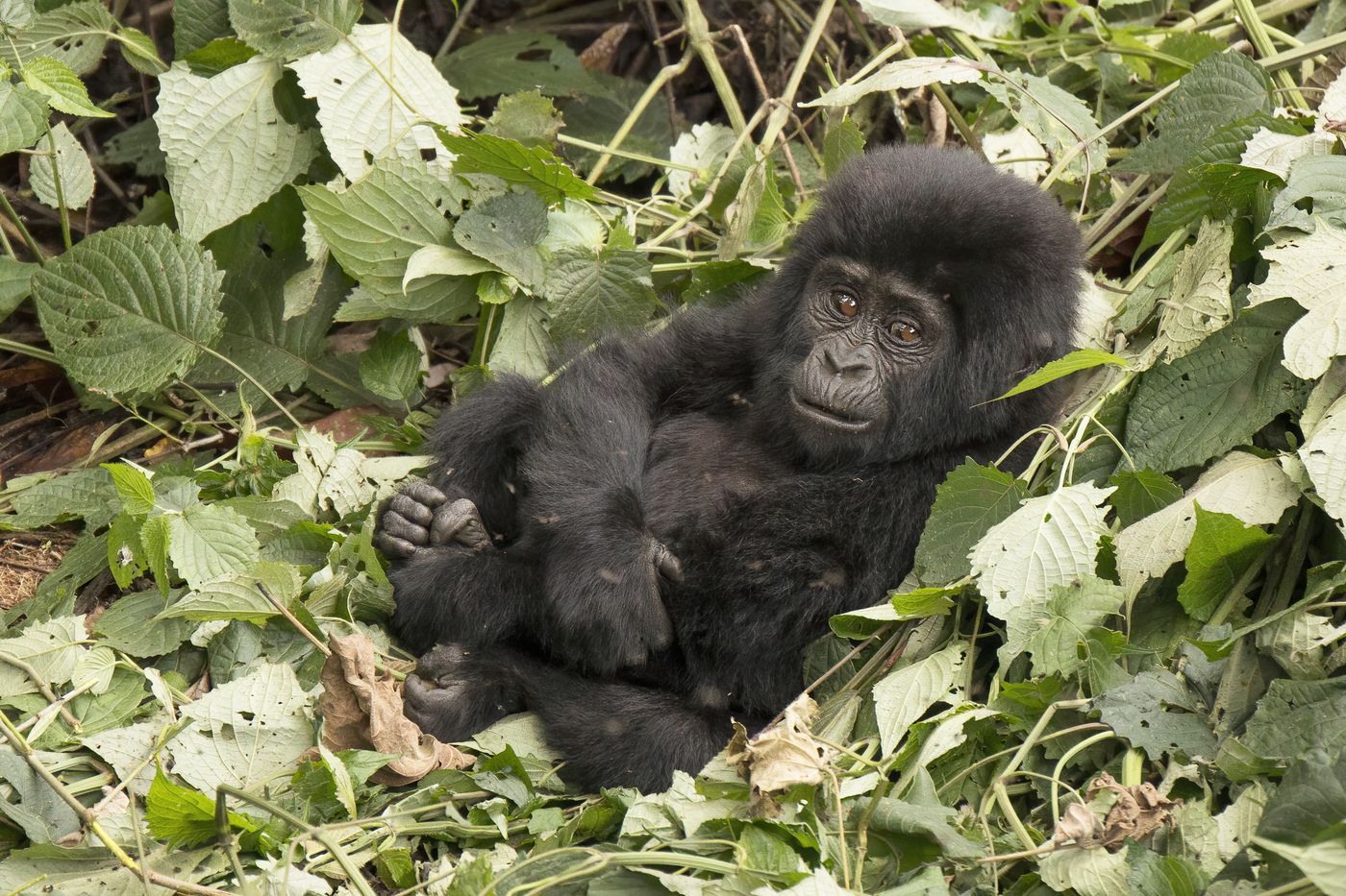 Bwindi Impenetrable N.P.