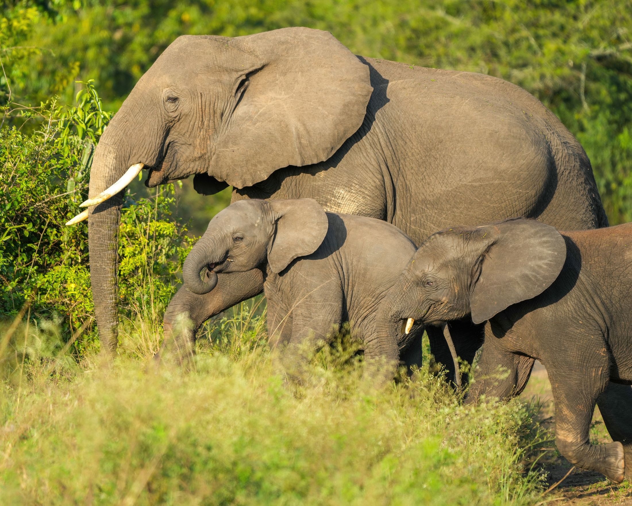 4-Day Queen Elizabeth Safari